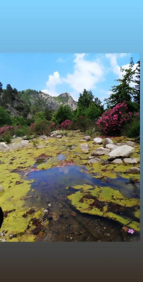 Canario Bungalows Cirali Bagian luar foto