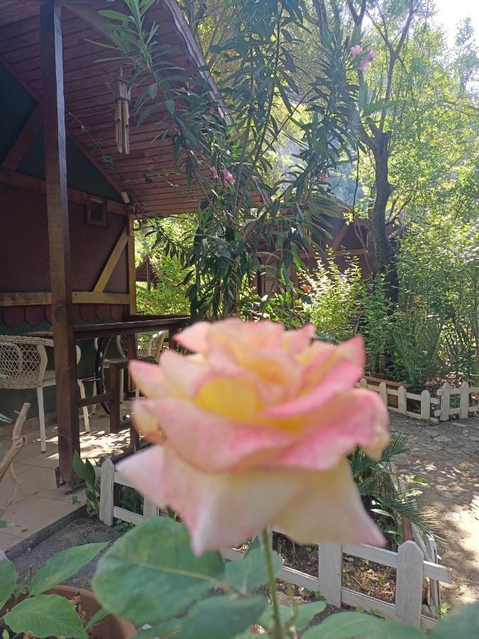 Canario Bungalows Cirali Bagian luar foto